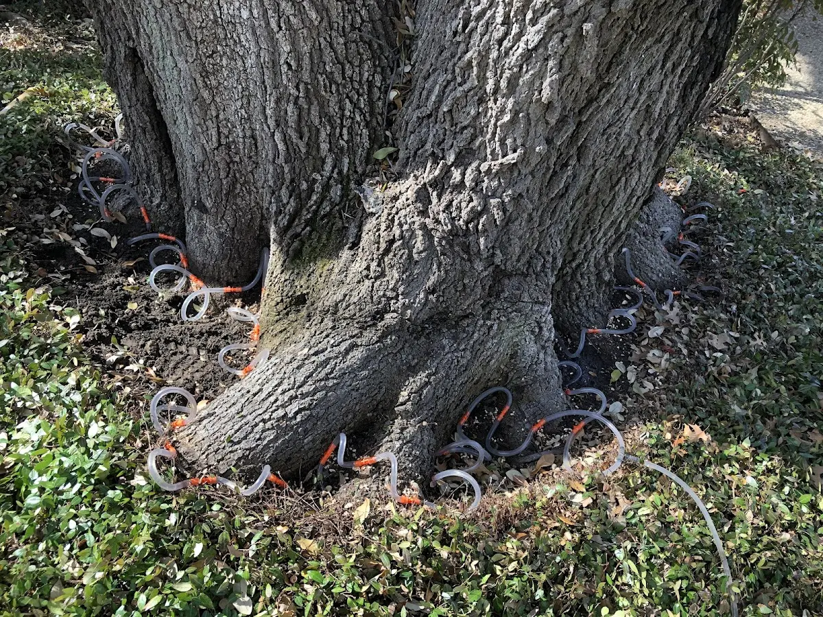 Detailed Tree Cabling and Bracing job site in Jbsa Ft Sam Houston