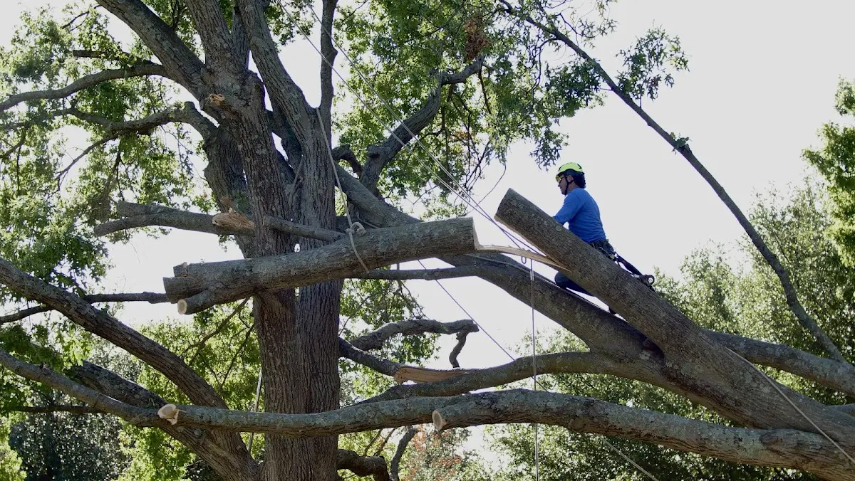 Professional Crown Thinning performed by certified arborists in Jbsa Ft Sam Houston