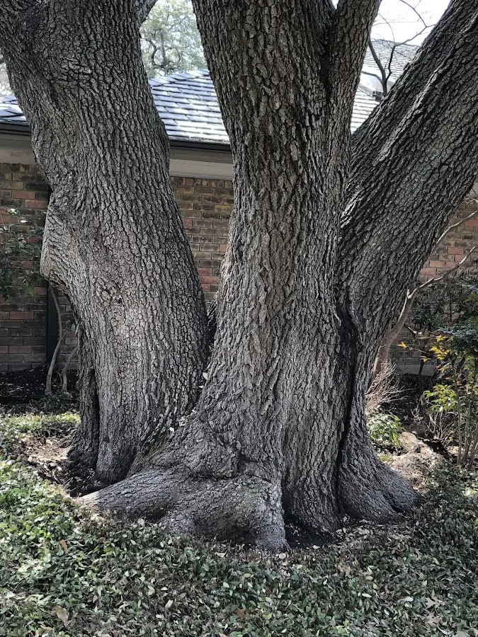 Mature heritage tree close to a Jbsa Ft Sam Houston property cared for by certified arborists